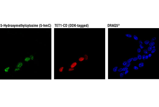 Immunofluorescence Image 1: 5-Hydroxymethylcytosine (5-hmC) (HMC31) Mouse mAb