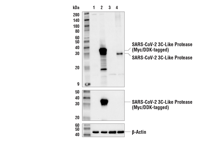 Western Blotting Image 1: SARS-CoV-2 3C-Like Protease Antibody
