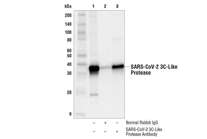 Immunoprecipitation Image 1: SARS-CoV-2 3C-Like Protease Antibody