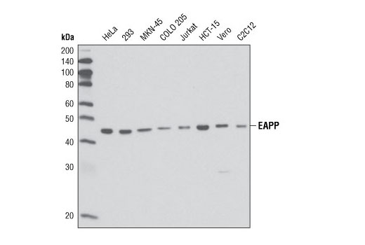 Western Blotting Image 1: EAPP (1E4) Mouse mAb