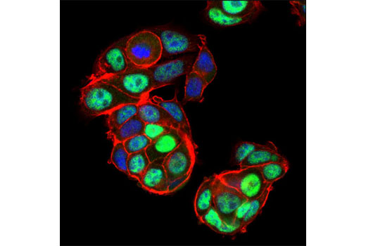Immunofluorescence Image 1: EAPP (1E4) Mouse mAb