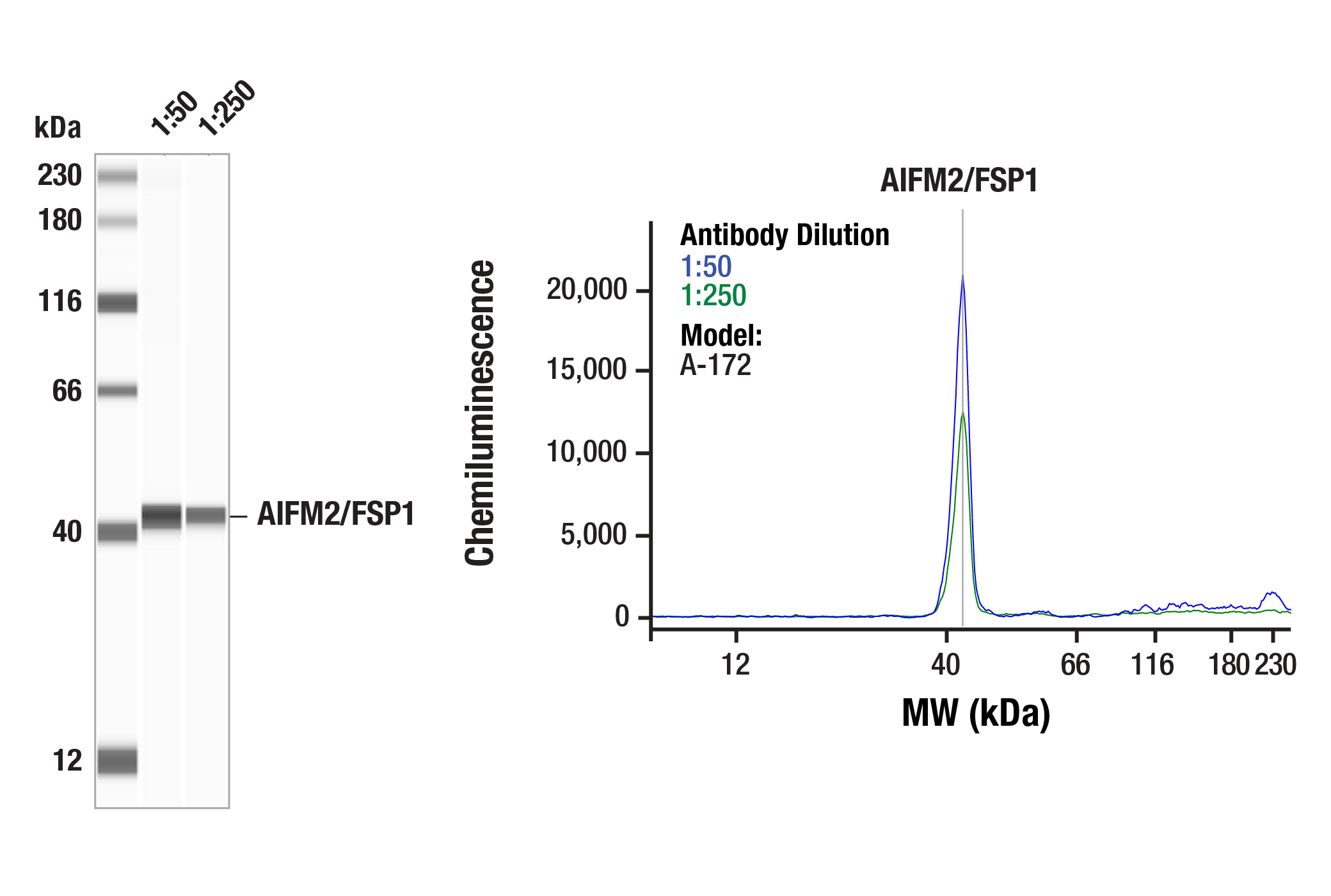 Western Blotting Image 1: AIFM2/FSP1 (F7A3L) Rabbit mAb