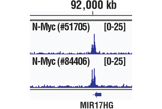  Image 20: Myc Family Profiling Antibody Sampler Kit