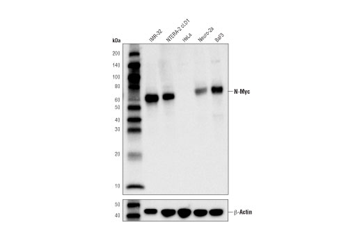  Image 4: Myc Family Profiling Antibody Sampler Kit