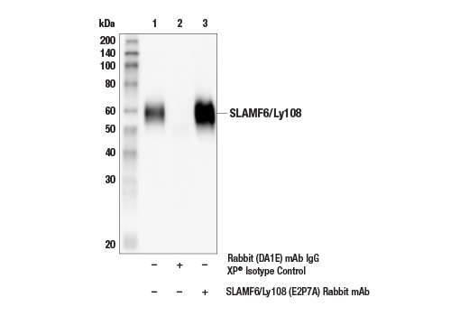 Immunoprecipitation Image 1: SLAMF6/Ly108 (E2P7A) Rabbit mAb