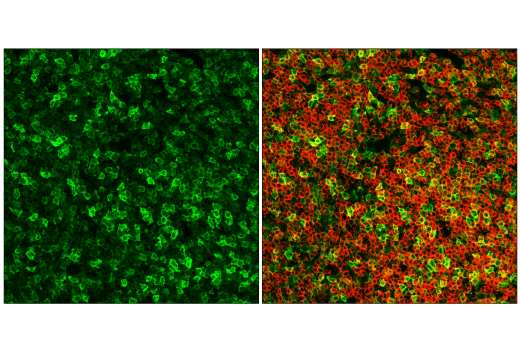 Immunofluorescence Image 2: SLAMF6/Ly108 (E2P7A) Rabbit mAb