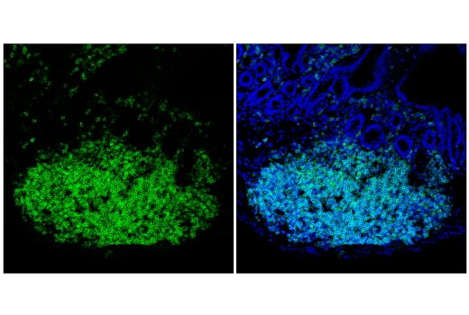 Immunofluorescence Image 3: SLAMF6/Ly108 (E2P7A) Rabbit mAb