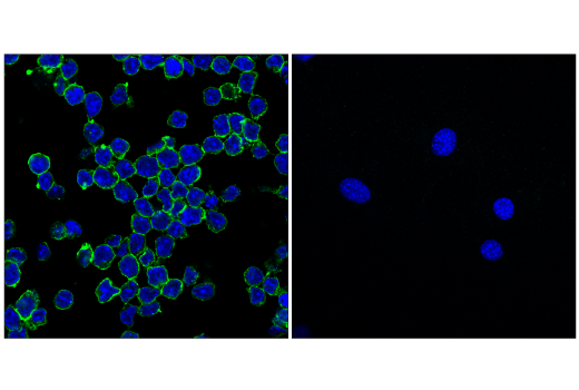 Immunofluorescence Image 4: SLAMF6/Ly108 (E2P7A) Rabbit mAb