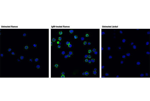 Immunofluorescence Image 1: Phospho-CD79A (Tyr182) Antibody