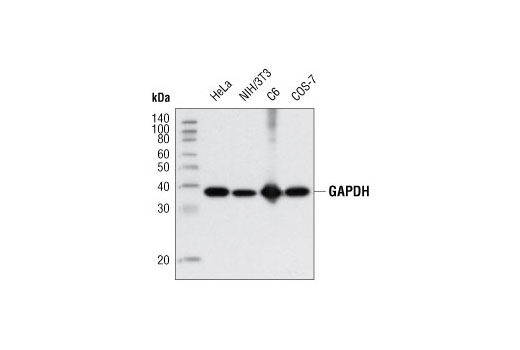 Western Blotting Image 1: GAPDH (D16H11) XP® Rabbit mAb
