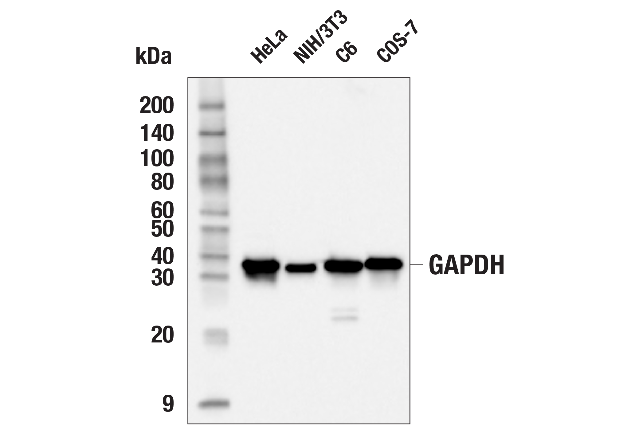 Western Blotting Image 1: GAPDH (D16H11) XP® Rabbit mAb