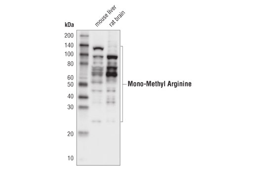 Western Blotting Image 1: Mono-Methyl Arginine [mme-R] MultiMab® Rabbit mAb mix (HRP Conjugate)