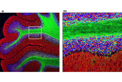 Immunofluorescence Image 1: CNPase (D83E10) XP® Rabbit mAb (BSA and Azide Free)