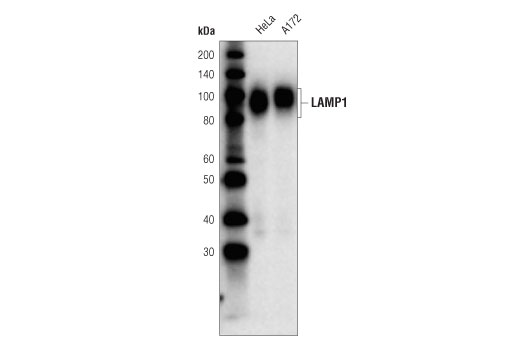 Western Blotting Image 1: LAMP1 (D4O1S) Mouse mAb (BSA and Azide Free)