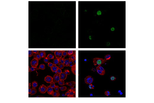 Immunofluorescence Image 1: Phospho-IRF-3 (Ser386) (E7J8G) XP® Rabbit mAb (BSA and Azide Free)