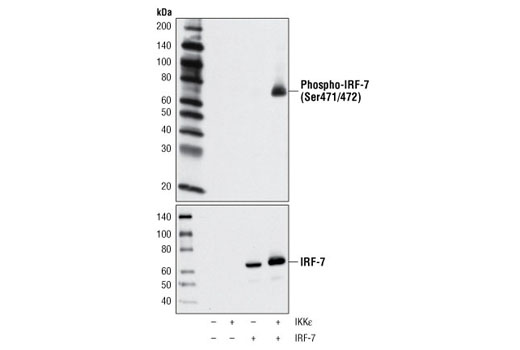 Western Blotting Image 1: Phospho-IRF-7 (Ser471/472) Antibody