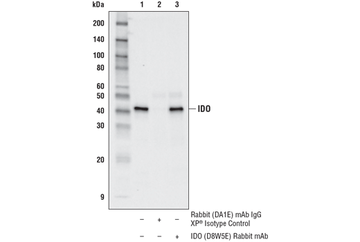 Immunoprecipitation Image 1: IDO (D8W5E) Rabbit mAb