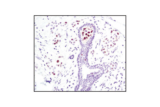 Immunohistochemistry Image 1: Phospho-Stat5 (Tyr694) (C11C5) Rabbit mAb (BSA and Azide Free)