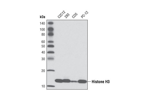 Western Blotting Image 1: Histone H3 (3H1) Rabbit mAb (HRP Conjugate)