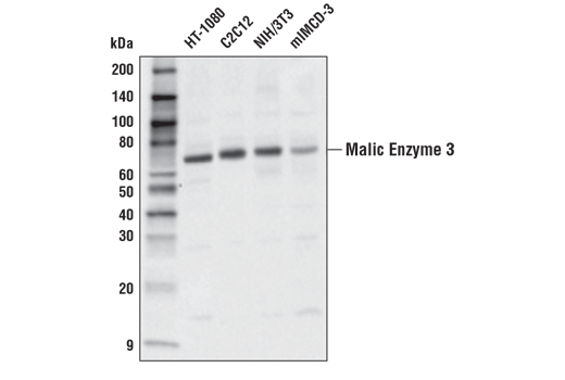 Western Blotting Image 1: Malic Enzyme 3 Antibody