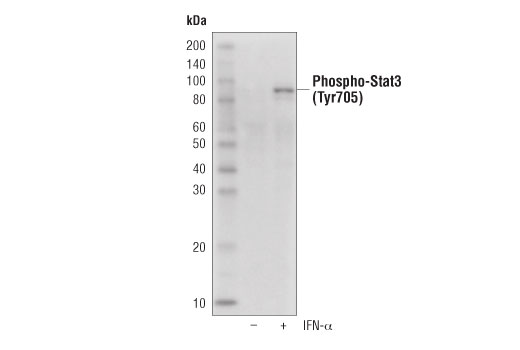 Western Blotting Image 1: Phospho-Stat3 (Tyr705) (D3A7) XP® Rabbit mAb (HRP Conjugate)