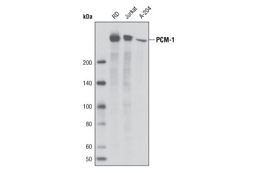 Western Blotting Image 1: PCM-1 (G2000) Antibody