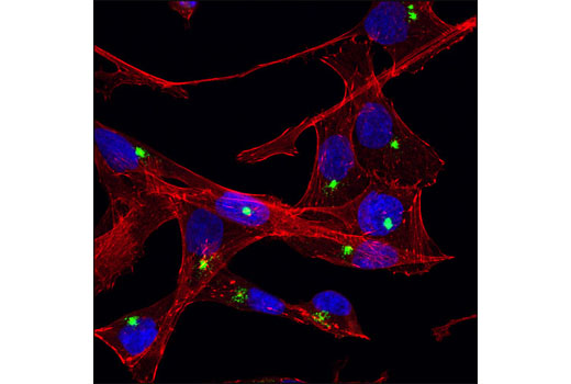 Immunofluorescence Image 1: PCM-1 (G2000) Antibody