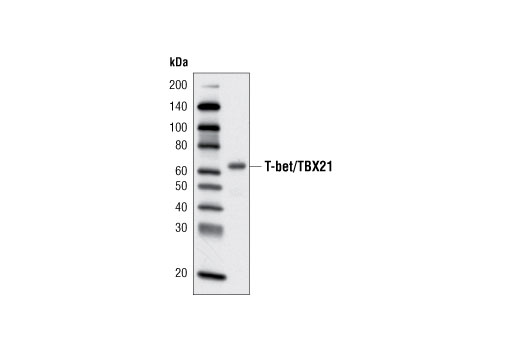 Western Blotting Image 1: T-bet/TBX21 (V365) Antibody
