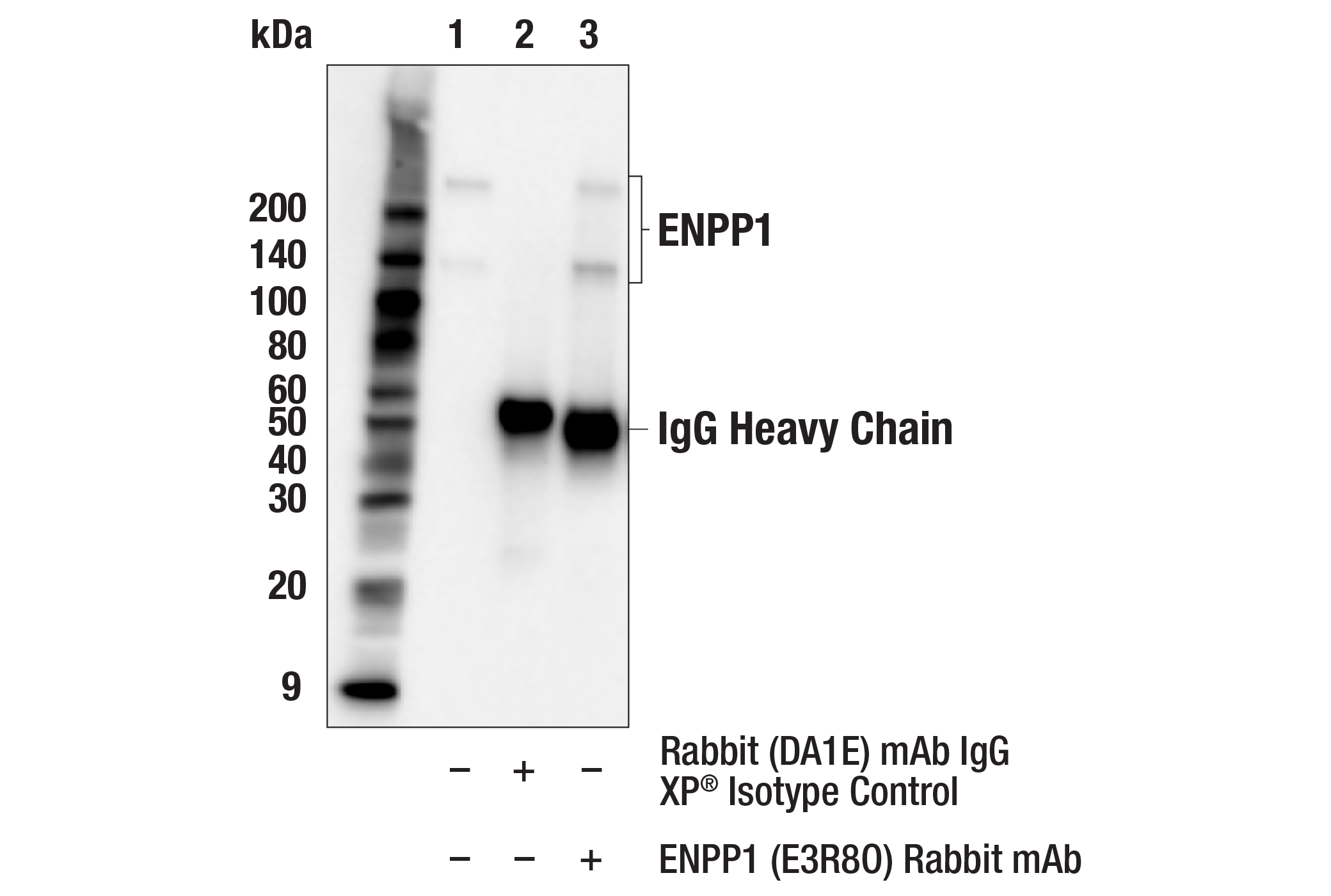 Immunoprecipitation Image 1: ENPP1 (E3R8O) Rabbit mAb