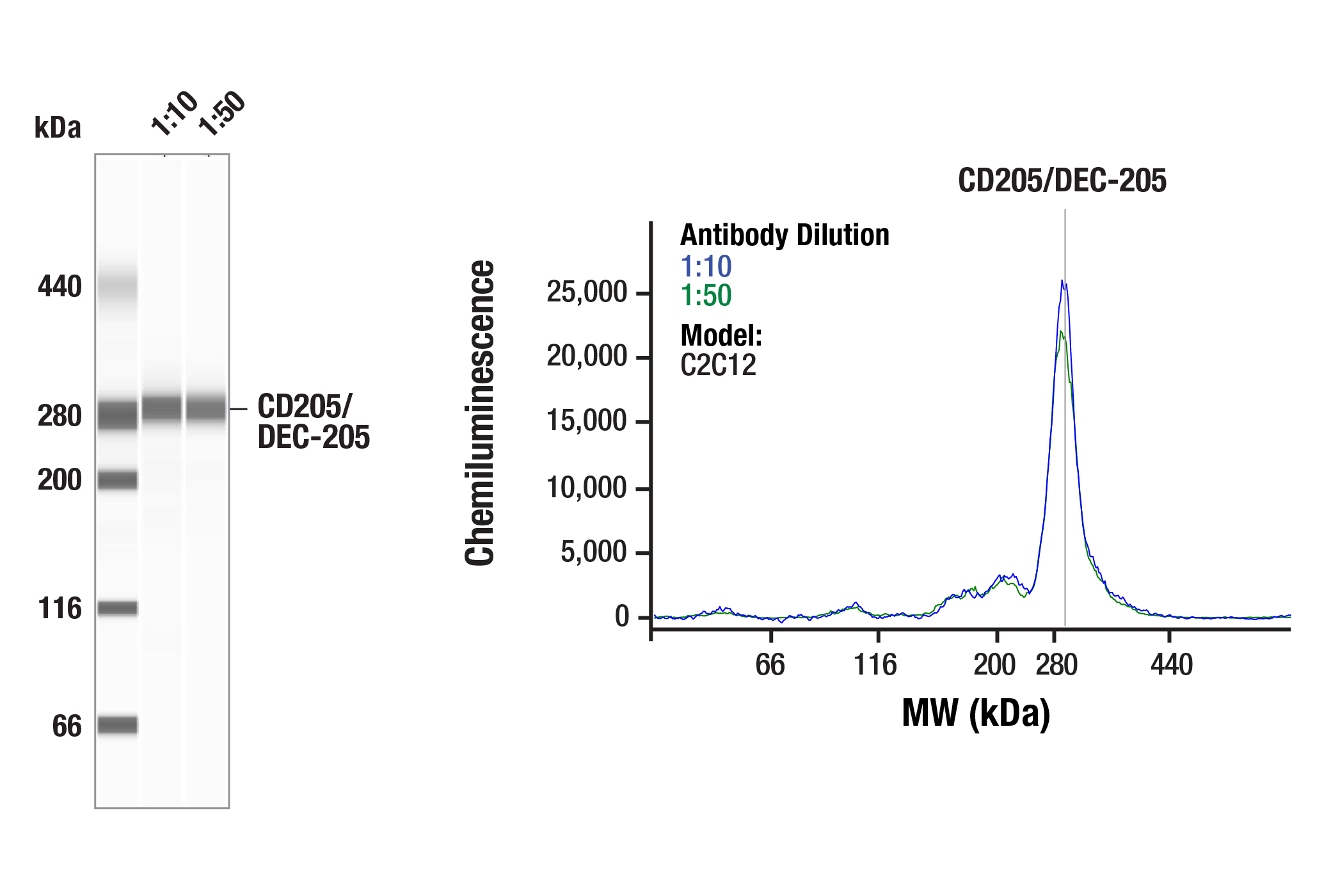 Western Blotting Image 2: CD205/DEC-205 (F1N2F) Rabbit mAb