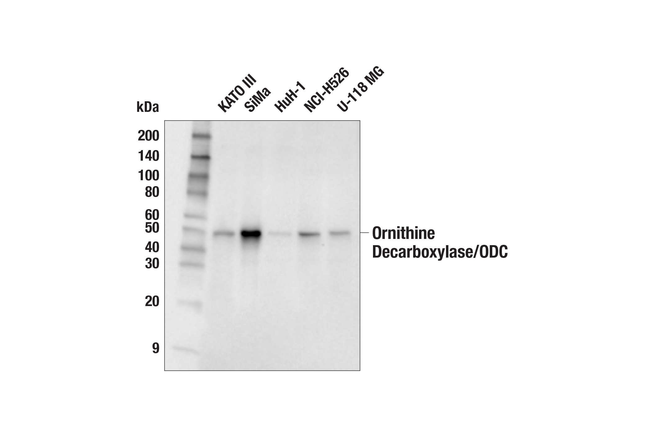 Western Blotting Image 1: Ornithine Decarboxylase/ODC (E5Q5U) Rabbit mAb