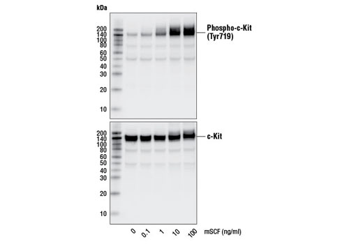  Image 3: Mouse Stem Cell Factor (mSCF)