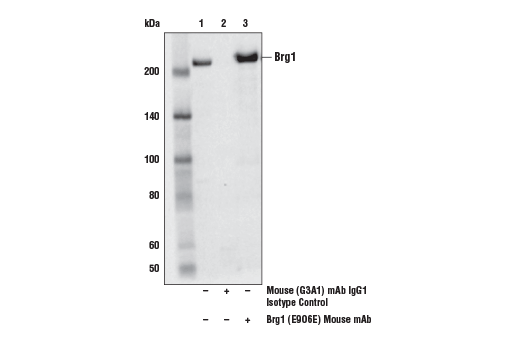 Immunoprecipitation Image 1: Brg1 (E9O6E) Mouse mAb