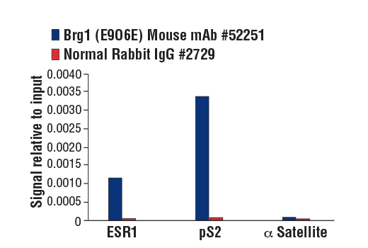 Chromatin Immunoprecipitation Image 1: Brg1 (E9O6E) Mouse mAb