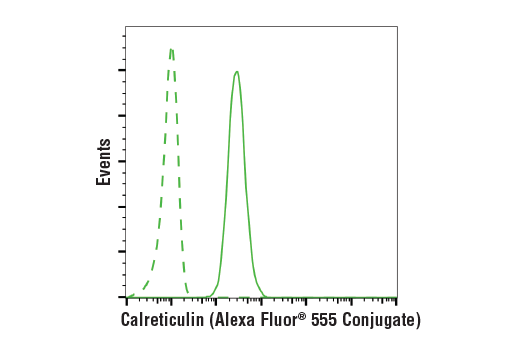 Flow Cytometry Image 1: Calreticulin (D3E6) XP® Rabbit mAb (Alexa Fluor® 555 Conjugate)