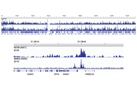 Chromatin Immunoprecipitation Image 2: Nanog (D73G4) XP® Rabbit mAb (ChIP Formulated)