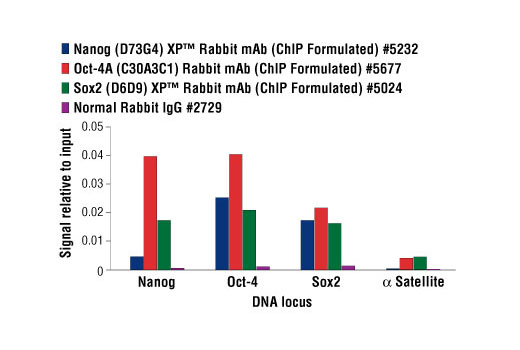 Chromatin Immunoprecipitation Image 3: Nanog (D73G4) XP® Rabbit mAb (ChIP Formulated)