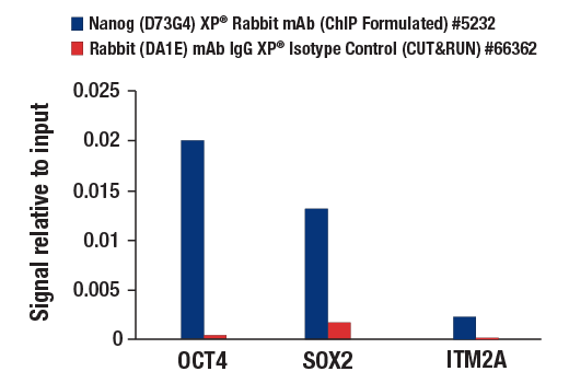 CUT and RUN Image 3: Nanog (D73G4) XP® Rabbit mAb (ChIP Formulated)