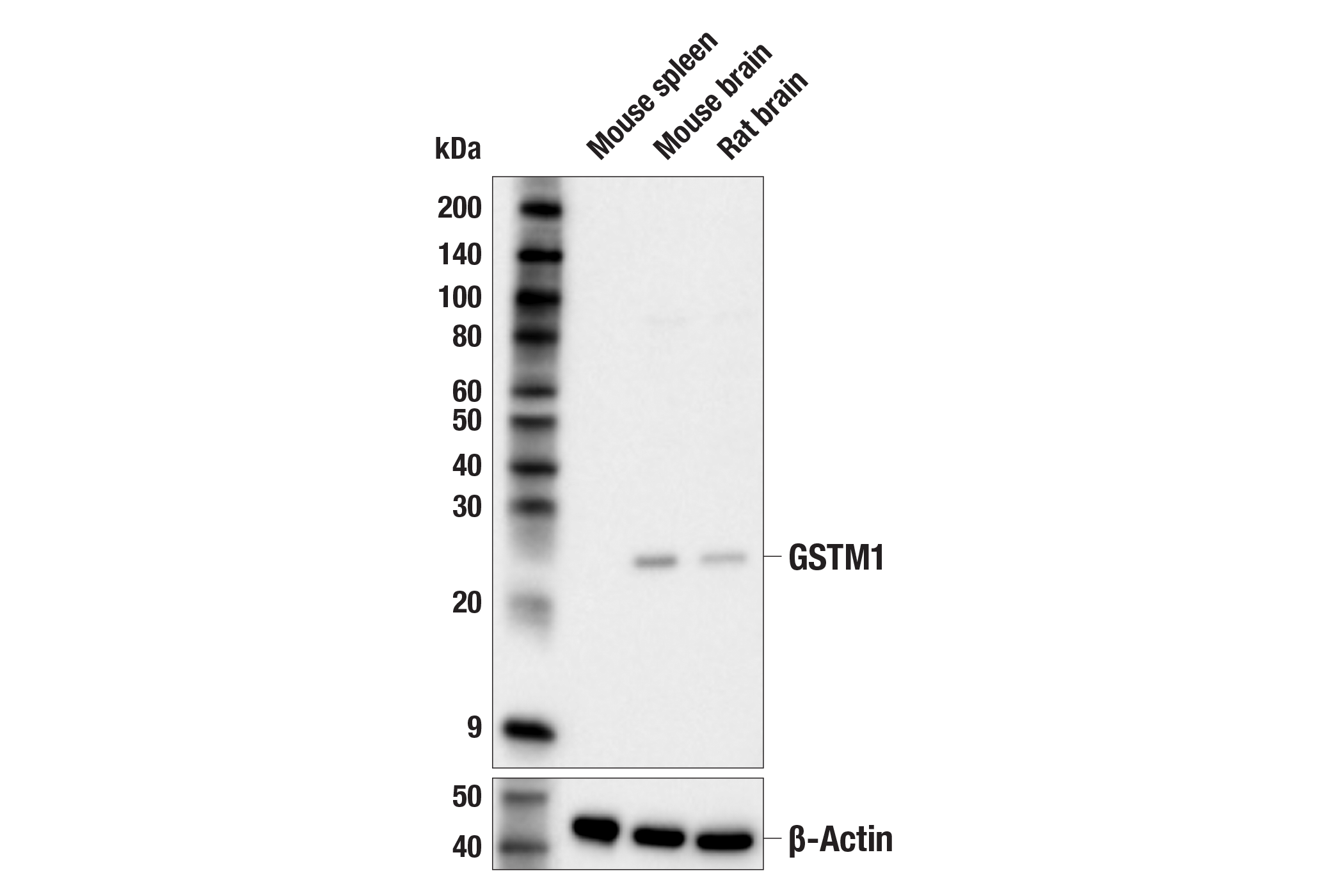 Western Blotting Image 1: GSTM1 Antibody