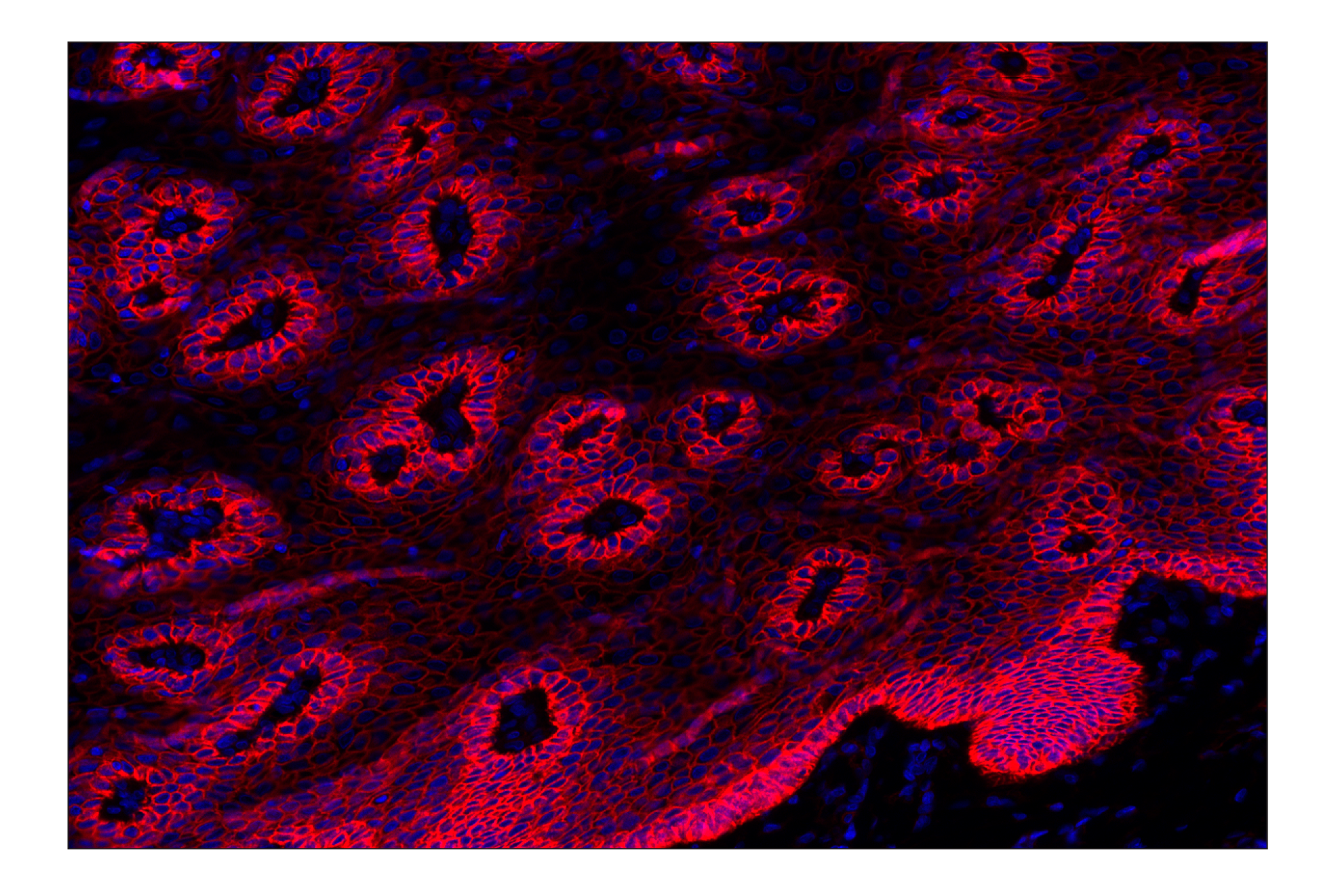 Immunohistochemistry Image 2: Na,K-ATPase α1 (D4Y7E) Rabbit mAb (Alexa Fluor® 647 Conjugate)