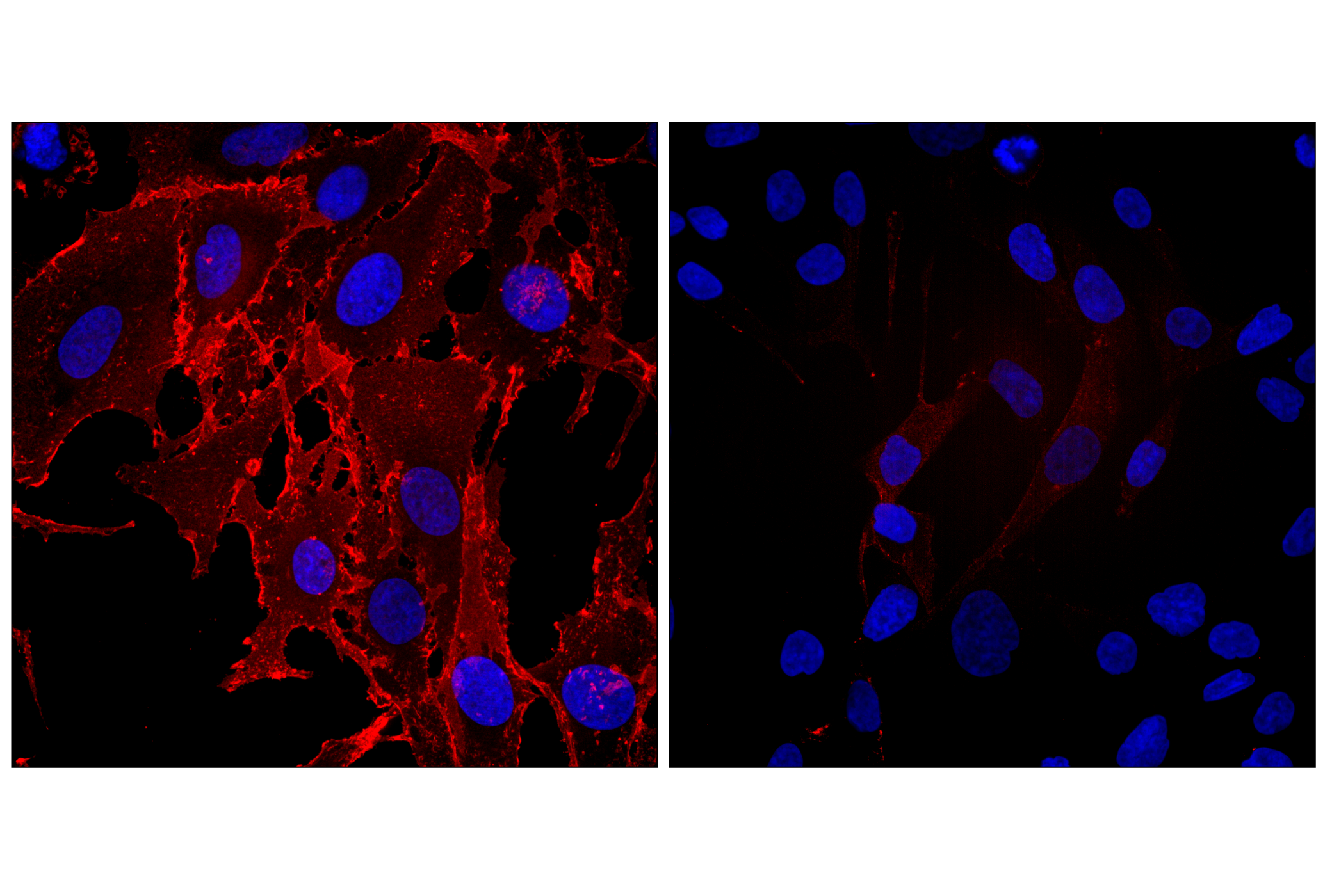 Immunofluorescence Image 1: Na,K-ATPase α1 (D4Y7E) Rabbit mAb (Alexa Fluor® 647 Conjugate)