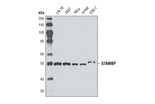  Image 4: DUB Antibody Sampler Kit