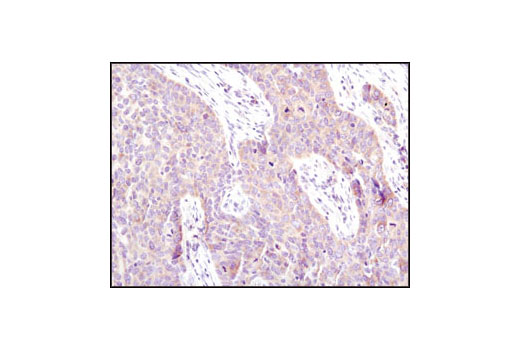 Immunohistochemistry Image 2: eIF4G (C45A4) Rabbit mAb (BSA and Azide Free)