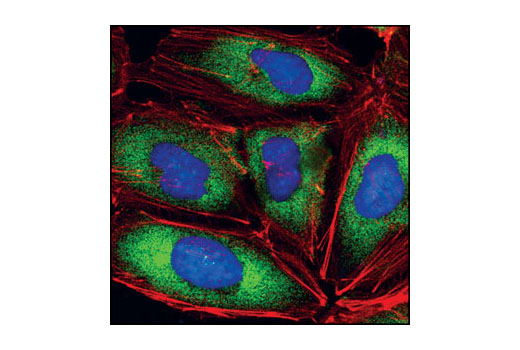 Immunofluorescence Image 1: eIF4G (C45A4) Rabbit mAb (BSA and Azide Free)