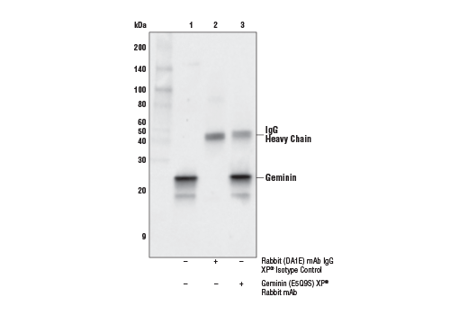  Image 14: Cell Cycle Phase Determination Antibody Sampler Kit