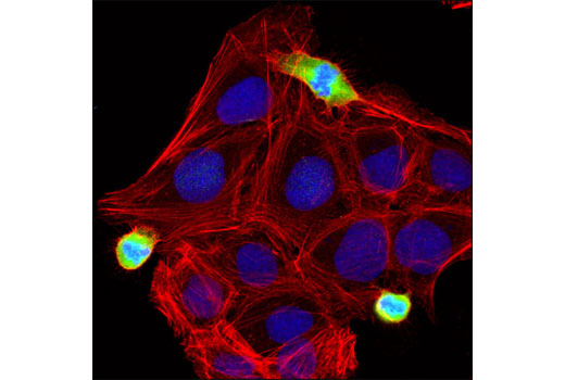 Immunofluorescence Image 1: Phospho-TCTP (Ser46) Antibody