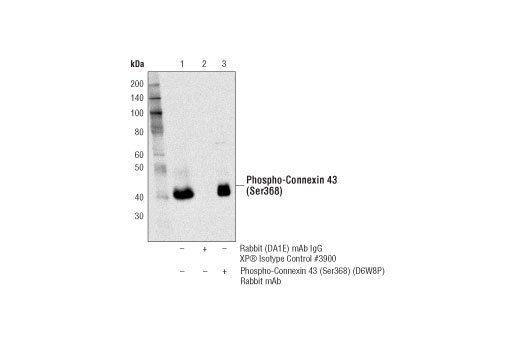 Immunoprecipitation Image 1: Phospho-Connexin 43 (Ser368) (D6W8P) Rabbit mAb