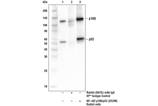 Immunoprecipitation Image 1: NF-κB2 p100/p52 (D9S3M) Rabbit mAb