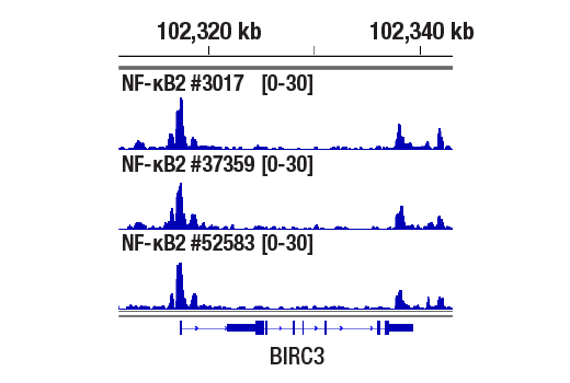 CUT and RUN Image 1: NF-κB2 p100/p52 (D9S3M) Rabbit mAb