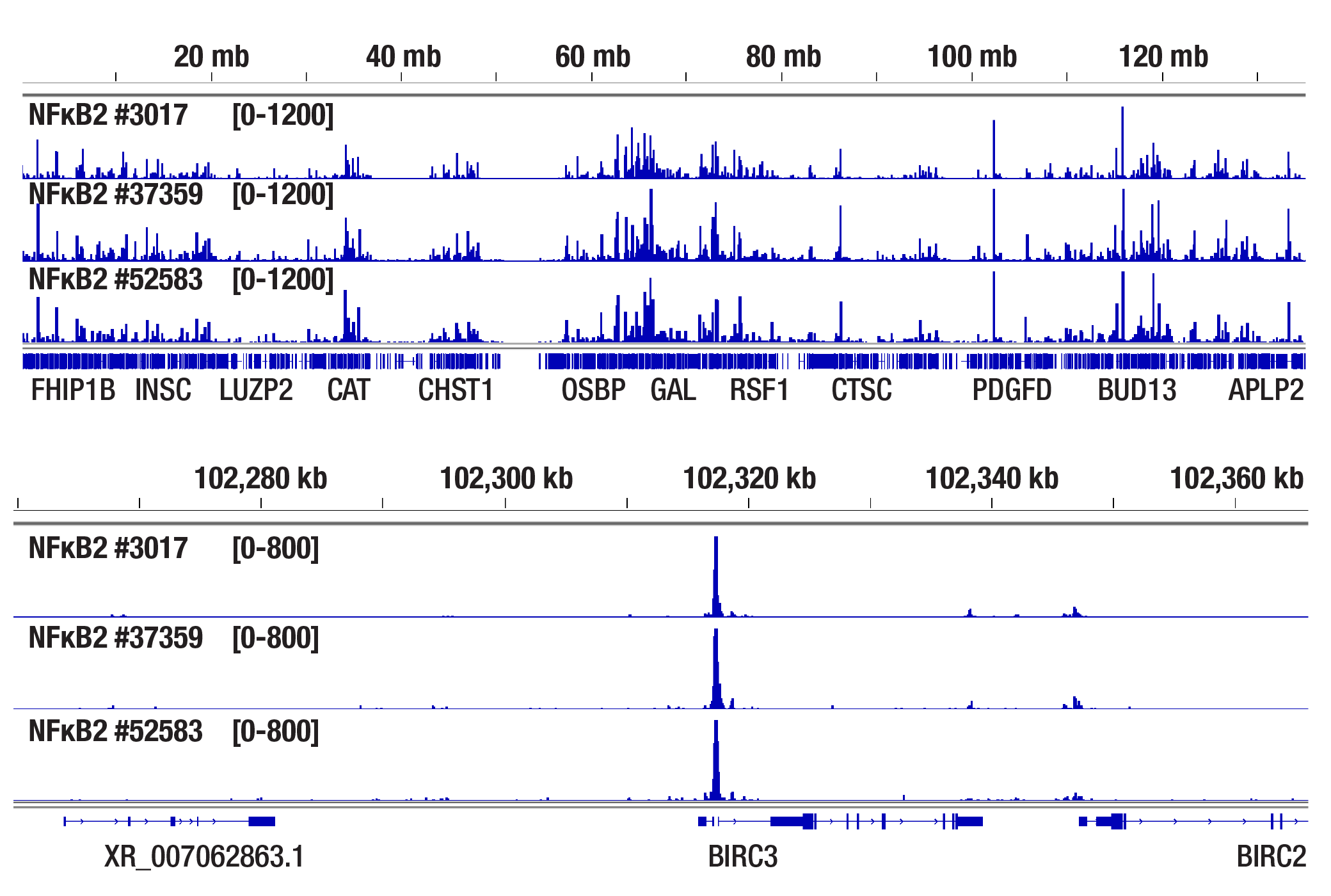 CUT and Tag Image 2: NF-κB2 p100/p52 (D9S3M) Rabbit mAb